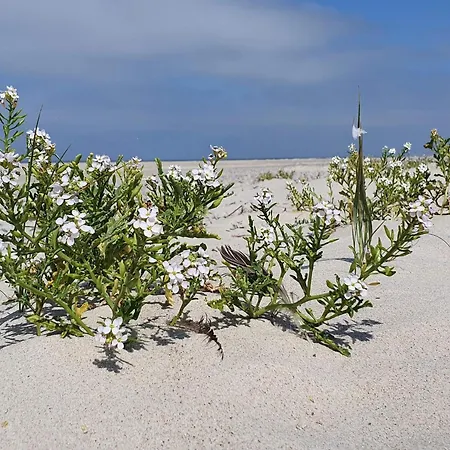 5 Person In Henne Tatil Evi Henne Strand